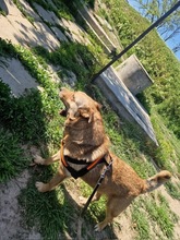 STELLA2, Hund, Mischlingshund in Rumänien - Bild 6
