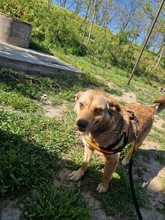 STELLA2, Hund, Mischlingshund in Rumänien - Bild 7