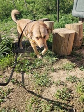 STELLA2, Hund, Mischlingshund in Rumänien - Bild 8