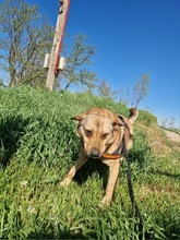 STELLA2, Hund, Mischlingshund in Rumänien - Bild 9