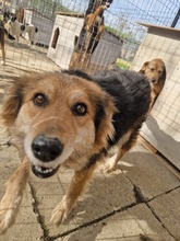 PEPPER, Hund, Mischlingshund in Rumänien - Bild 2