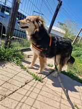 PEPPER, Hund, Mischlingshund in Rumänien - Bild 4
