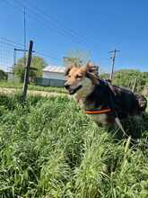 PEPPER, Hund, Mischlingshund in Rumänien - Bild 5