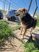 PEPPER, Hund, Mischlingshund in Rumänien - Bild 6