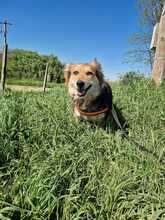 PEPPER, Hund, Mischlingshund in Rumänien - Bild 7