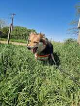 PEPPER, Hund, Mischlingshund in Rumänien - Bild 8