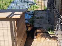 PEPPER, Hund, Mischlingshund in Rumänien - Bild 9
