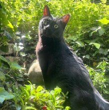 NOA, Katze, Europäisch Kurzhaar in Ottobrunn