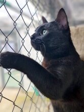 NOA, Katze, Europäisch Kurzhaar in Ottobrunn - Bild 2