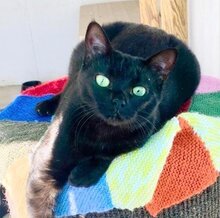 NOA, Katze, Europäisch Kurzhaar in Ottobrunn - Bild 3