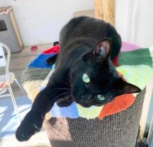 NOA, Katze, Europäisch Kurzhaar in Ottobrunn - Bild 4