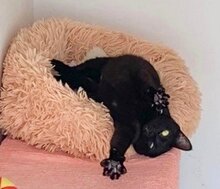 NOA, Katze, Europäisch Kurzhaar in Ottobrunn - Bild 5