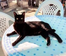 NOA, Katze, Europäisch Kurzhaar in Ottobrunn - Bild 6