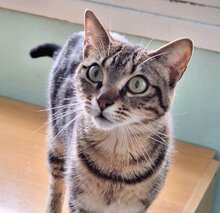 MARTA, Katze, Europäisch Kurzhaar in Spanien