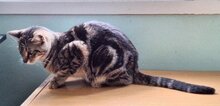 MARTA, Katze, Europäisch Kurzhaar in Spanien - Bild 2
