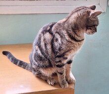 MARTA, Katze, Europäisch Kurzhaar in Spanien - Bild 3
