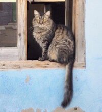 KICHA, Katze, Langhaarkatze in München