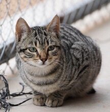 LOLO, Katze, Europäisch Kurzhaar in München