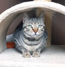 LOLO, Katze, Europäisch Kurzhaar in München - Bild 2