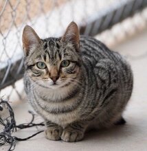 LOLO, Katze, Europäisch Kurzhaar in München - Bild 3