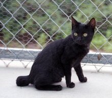 LUZIFER, Katze, Europäisch Kurzhaar in München