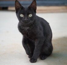 LUZIFER, Katze, Europäisch Kurzhaar in München - Bild 2