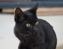 LUZIFER, Katze, Europäisch Kurzhaar in München - Bild 3