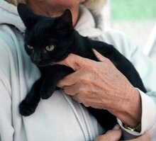 LUZIFER, Katze, Europäisch Kurzhaar in München - Bild 4