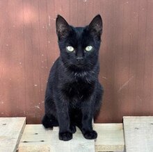 LUZIFER, Katze, Europäisch Kurzhaar in München - Bild 5