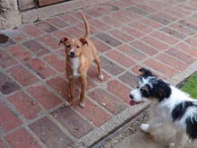 SCARLET, Hund, Mischlingshund in Bulgarien - Bild 2