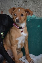 SCARLET, Hund, Mischlingshund in Bulgarien - Bild 3
