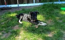 CARLITO, Hund, Mischlingshund in Woltersdorf - Bild 2