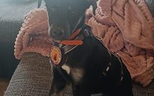 CARLITO, Hund, Mischlingshund in Woltersdorf - Bild 3