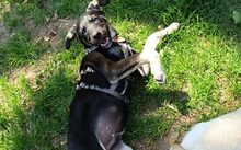 CARLITO, Hund, Mischlingshund in Woltersdorf - Bild 4