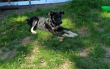 CARLITO, Hund, Mischlingshund in Woltersdorf - Bild 5