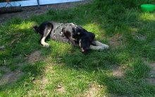 CARLITO, Hund, Mischlingshund in Woltersdorf - Bild 6