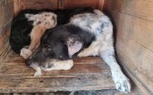 SINA, Hund, Mischlingshund in Bocholt