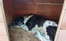 SINA, Hund, Mischlingshund in Bocholt - Bild 2