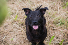 SALLY, Hund, Mischlingshund in Kroatien - Bild 1