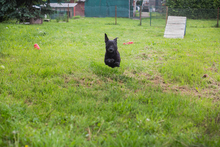 SALLY, Hund, Mischlingshund in Kroatien - Bild 2