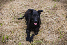 SALLY, Hund, Mischlingshund in Kroatien - Bild 4