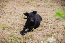 SALLY, Hund, Mischlingshund in Kroatien - Bild 5