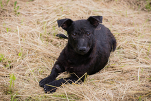 SALLY, Hund, Mischlingshund in Kroatien - Bild 6