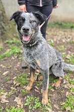 SILVER, Hund, Mischlingshund in Ungarn - Bild 1