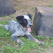SILVER, Hund, Mischlingshund in Ungarn - Bild 10