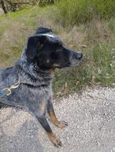 SILVER, Hund, Mischlingshund in Ungarn - Bild 2