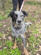SILVER, Hund, Mischlingshund in Ungarn - Bild 3