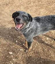 SILVER, Hund, Mischlingshund in Ungarn - Bild 4