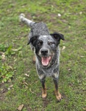 SILVER, Hund, Mischlingshund in Ungarn - Bild 5