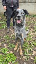 SILVER, Hund, Mischlingshund in Ungarn - Bild 6